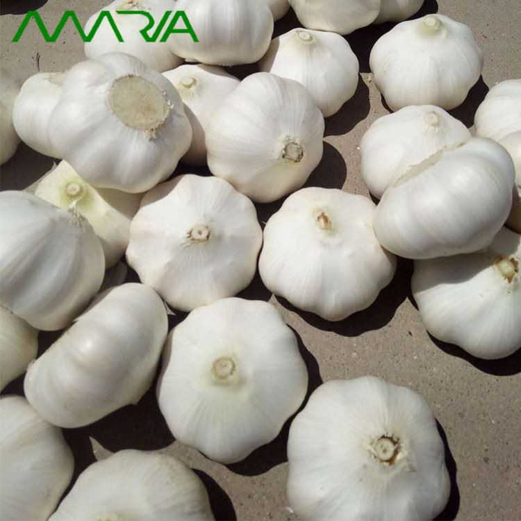 pure white garlic