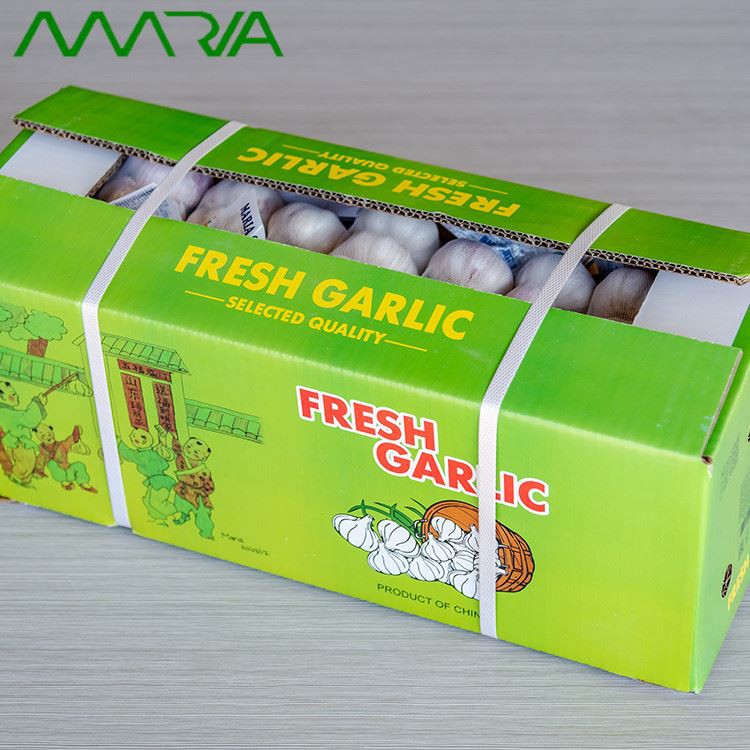 Fresh normal white garlic